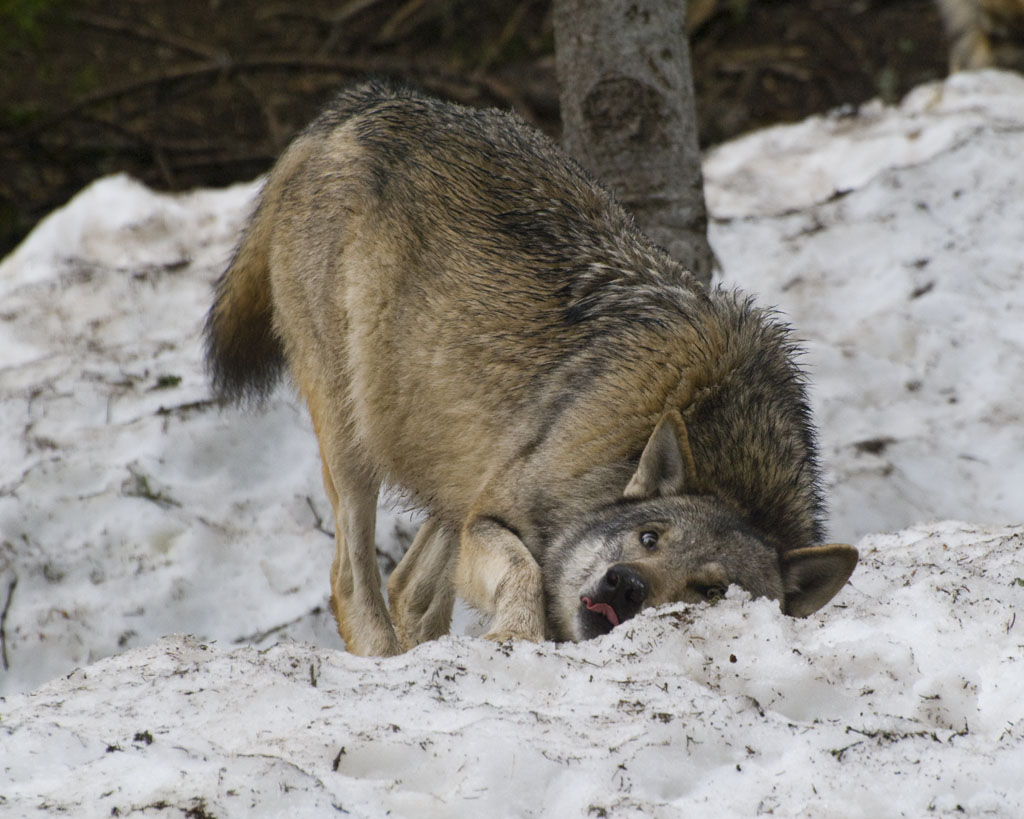 wolves mating herpy