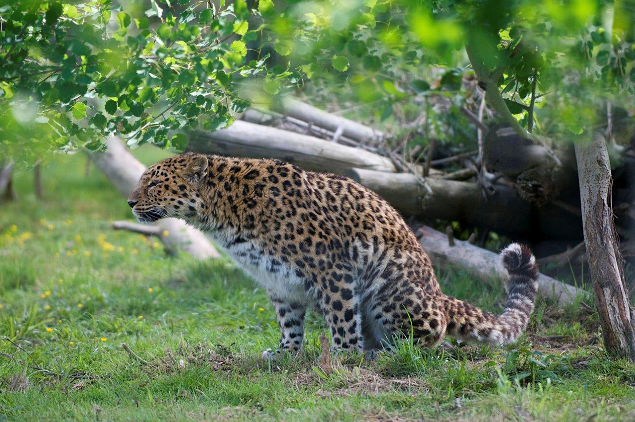 Amur Leopard Tendua Association For Biodiversity Conservation [ 850 x 1280 Pixel ]