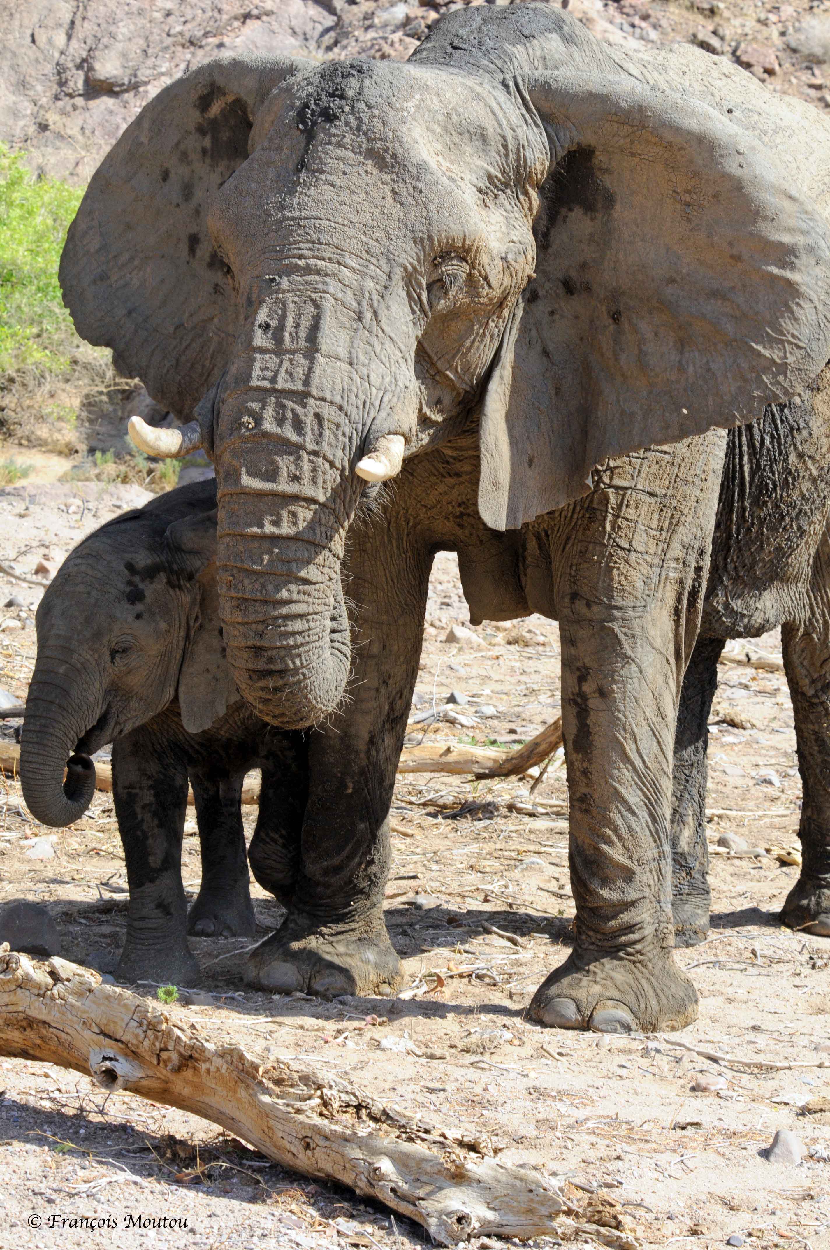 Mère et bébé éléphants du désert, Namibie